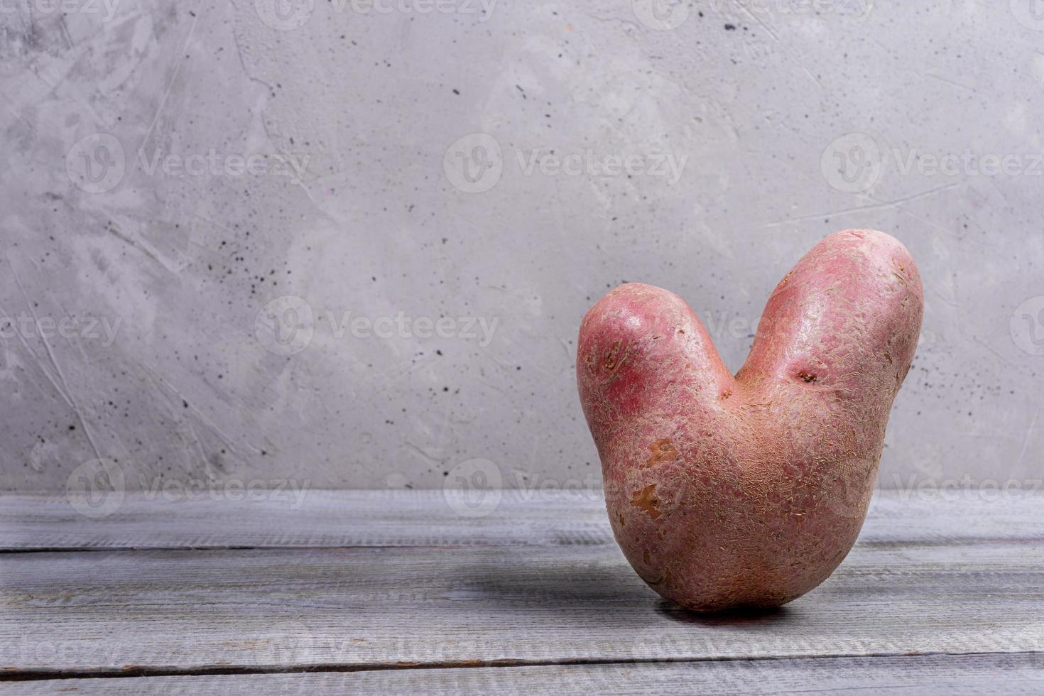One non-standard ugly V-shaped fresh raw potato standing on grey wooden table on concrete wall background. Copy space. photo