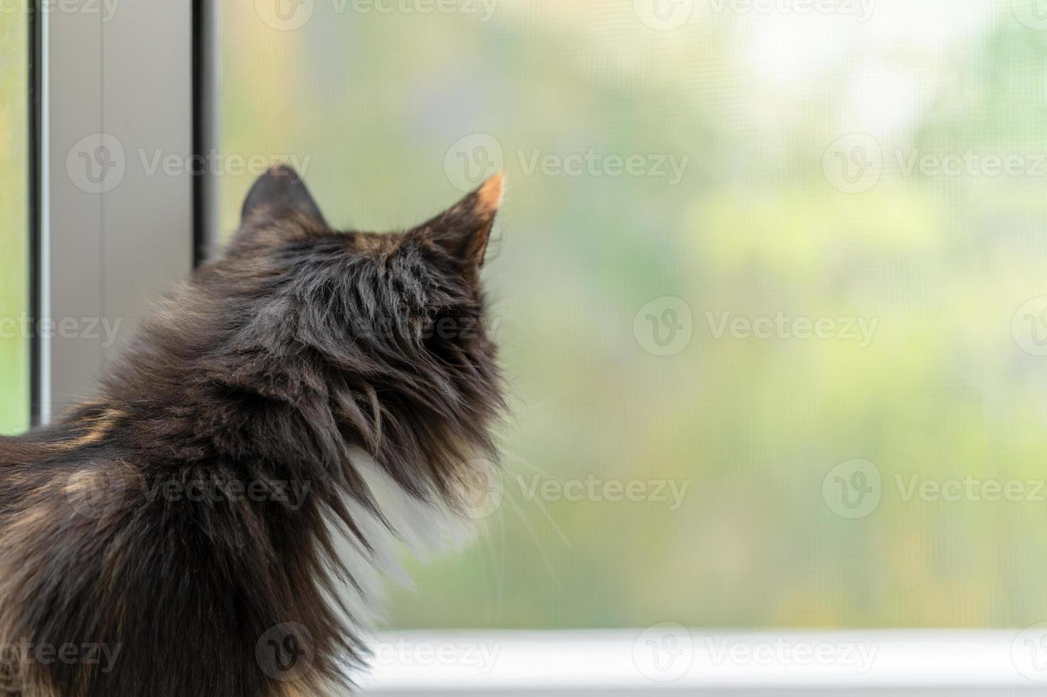 Long-haired three-color orange-black-and-white cat standing near window and looking out it. photo