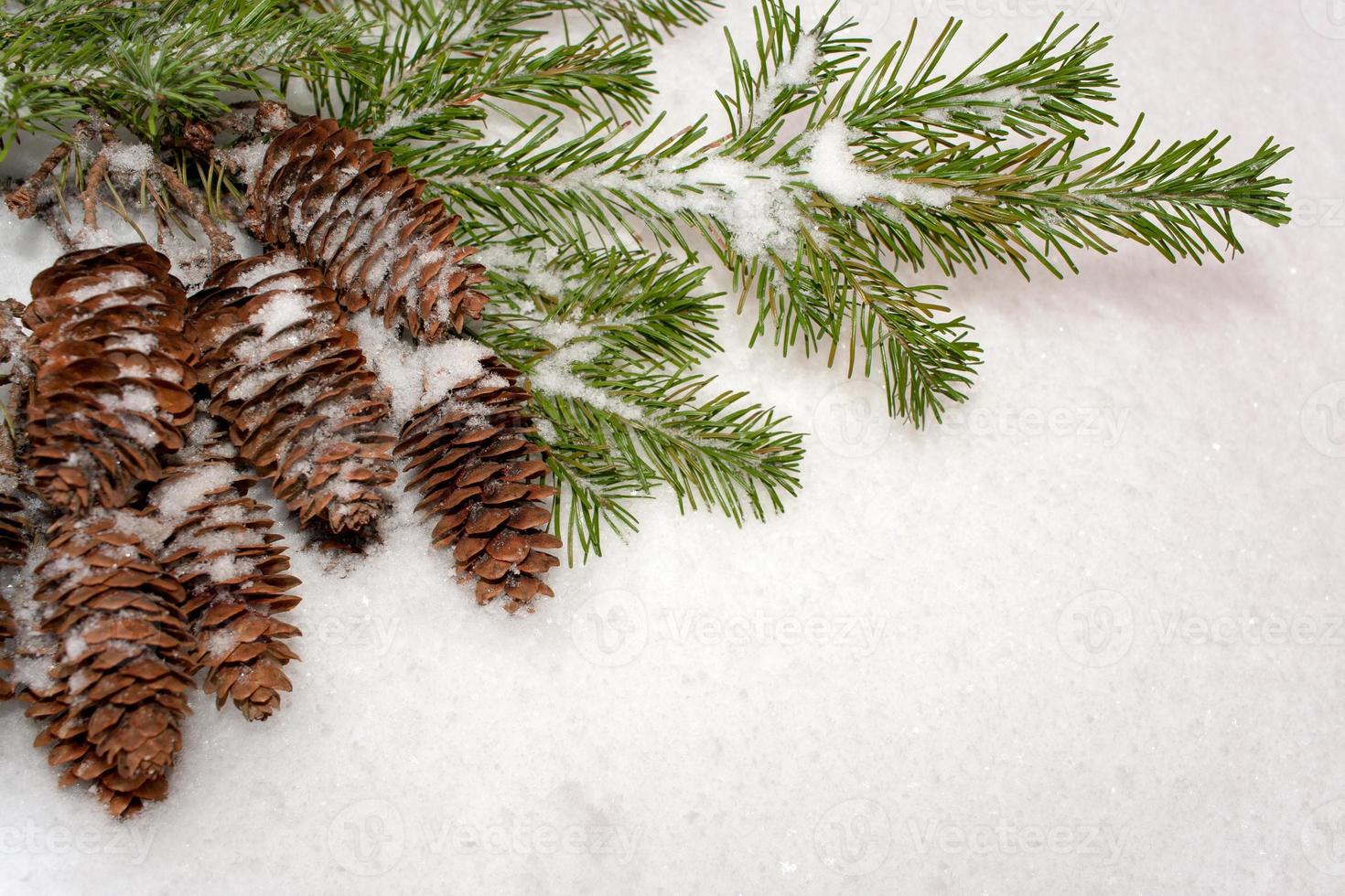 Christmas background. Bunch of cones and  spruce branches on  snow background. The angle diagonal composition. photo