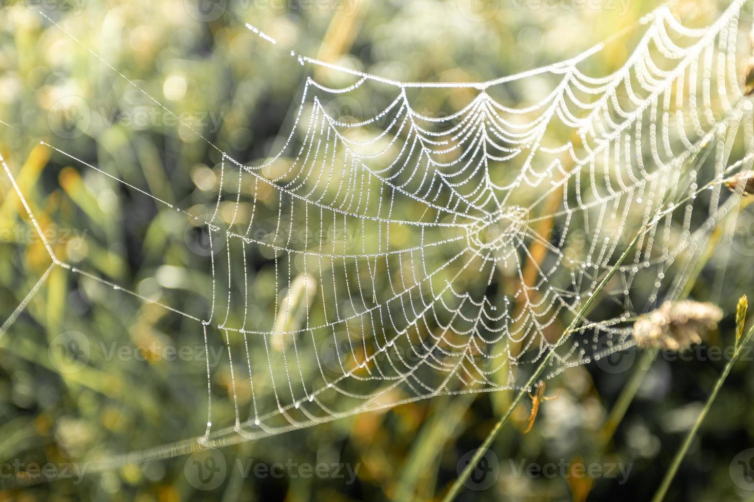 Blurred background natural image with thin cobweb on meadow grass. photo