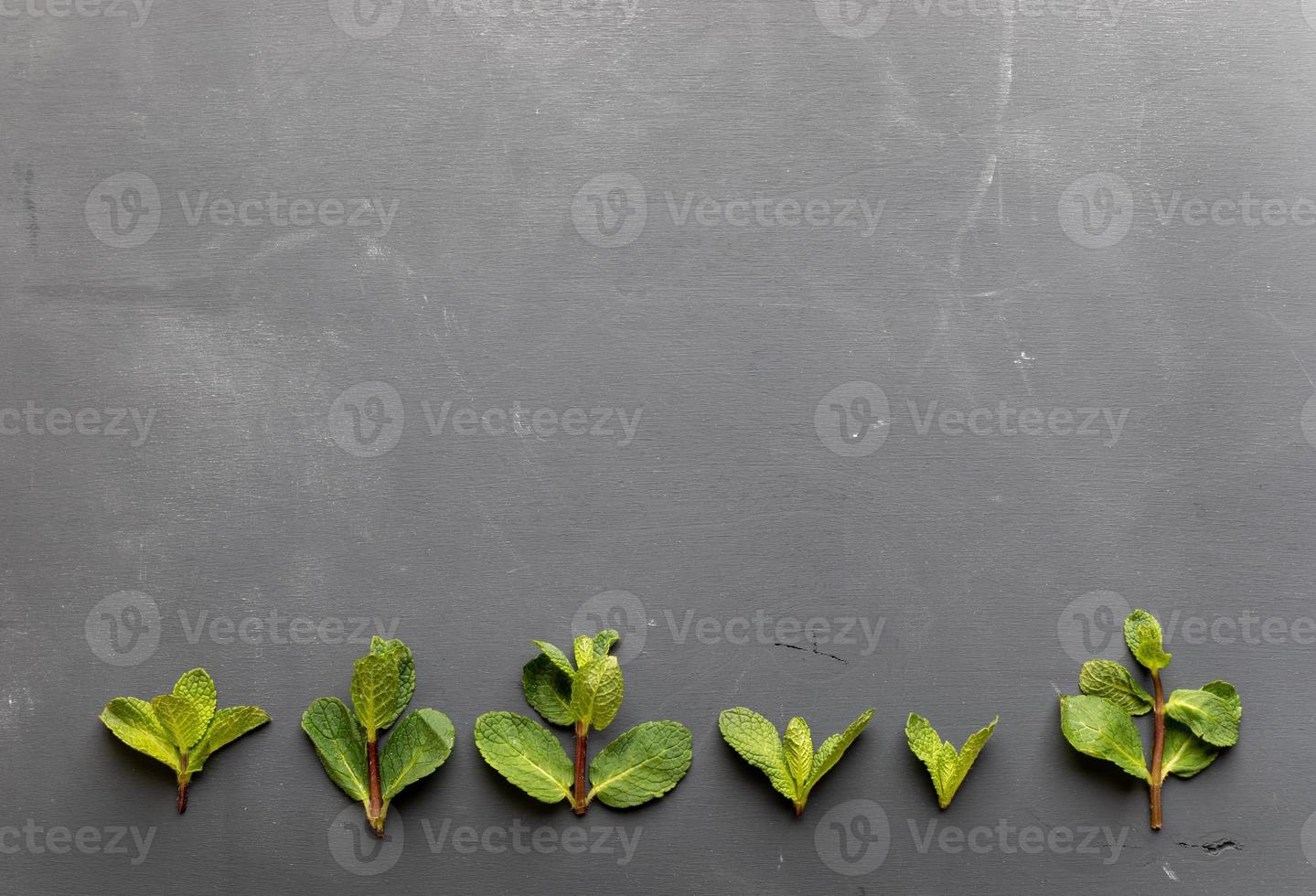 Row of green mint sprigs bottom of dark grey background. photo