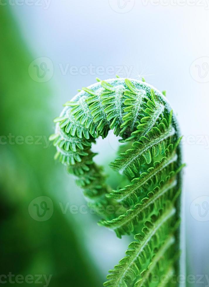 One young green curl shoot of fern, Polypodiophyta, close up. Selective focus. Vertical orientation. photo