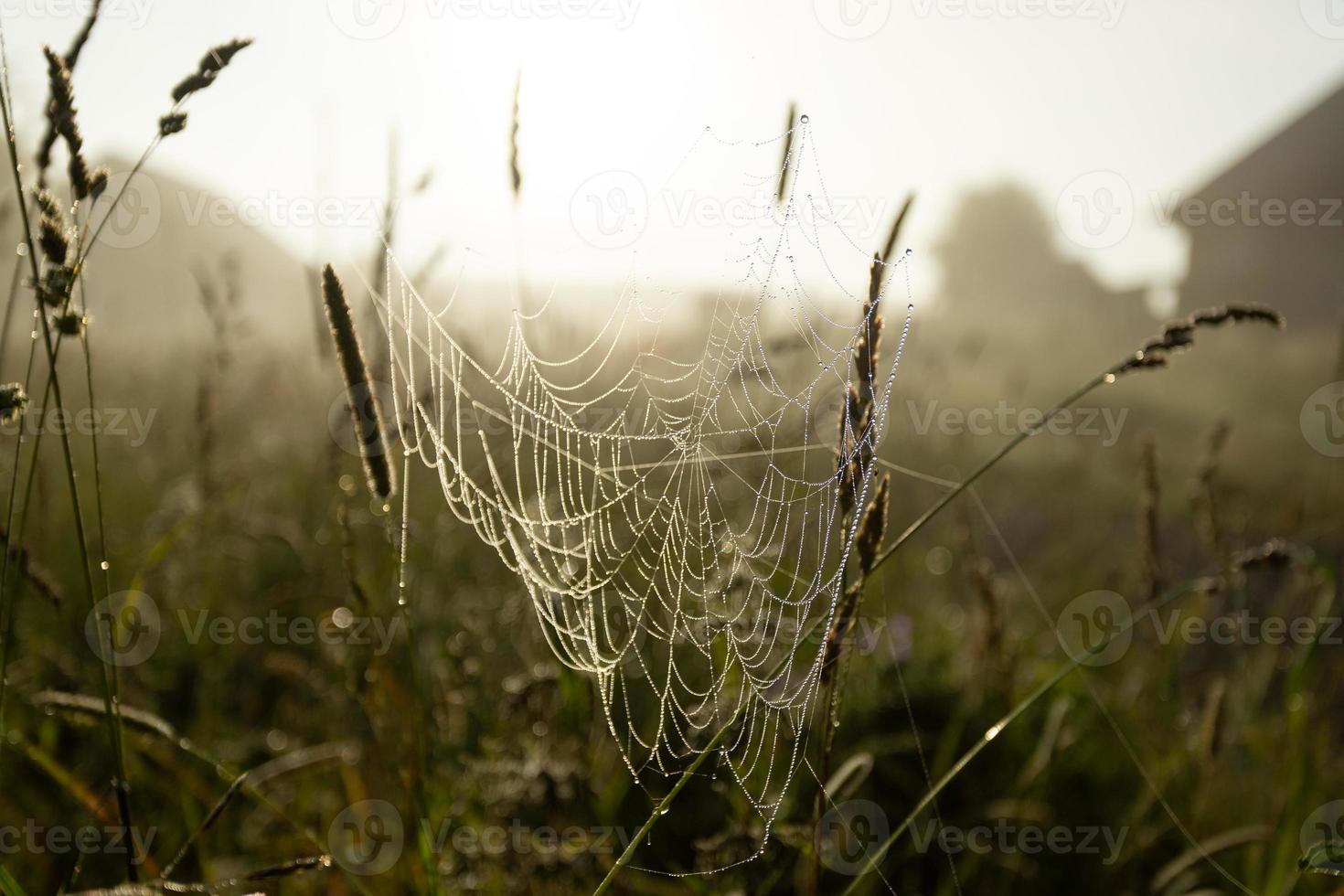 Cobweb in meadow grass before sunrise close up. Soft focus. Low angle shot. photo