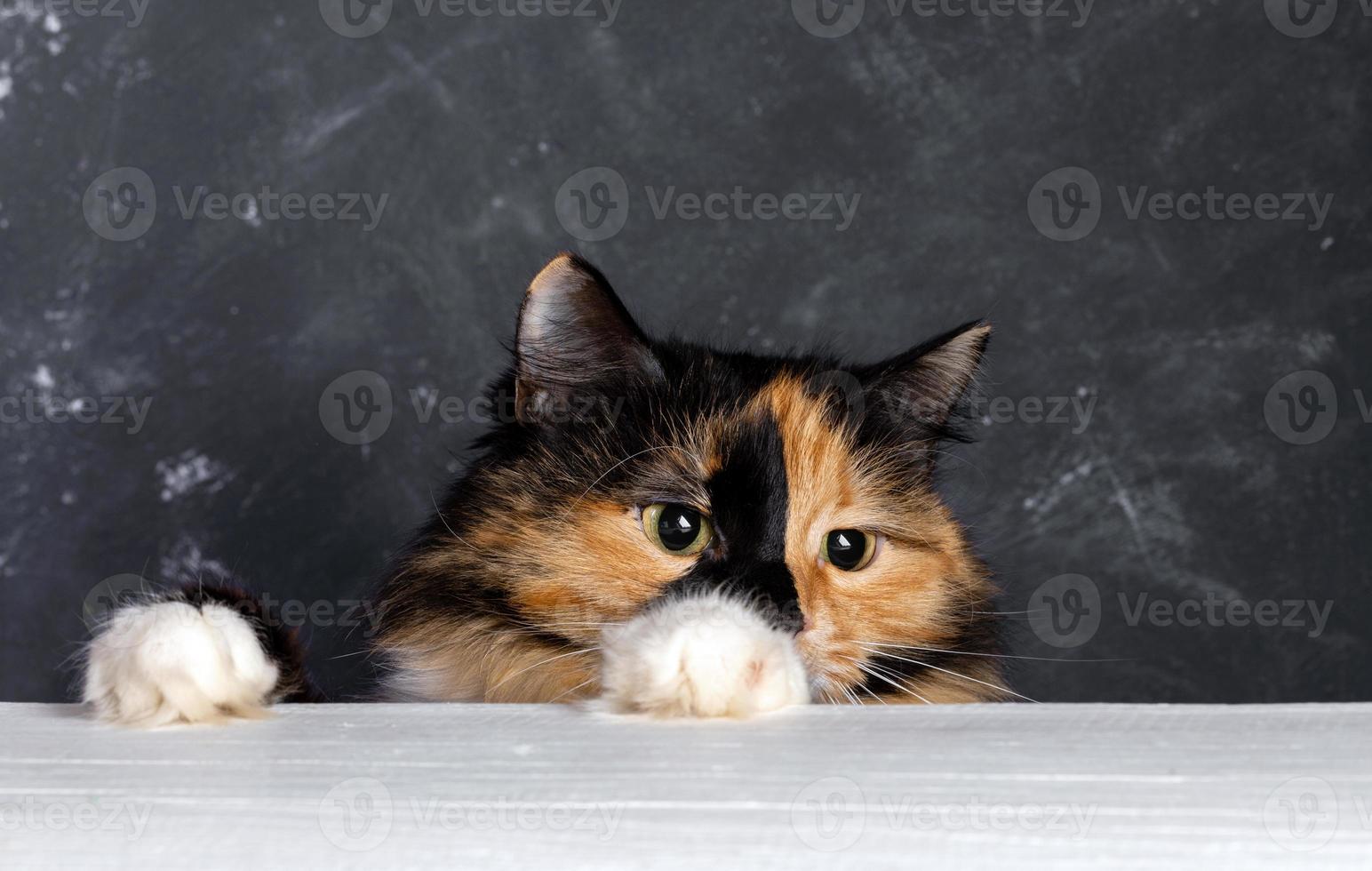 Funny lovely adorable pets. Fun young tricolor domestic cat looking out from behind white wooden table, putting his paws on table edge against dark gray background. Copy space. Horizontal orientation. photo