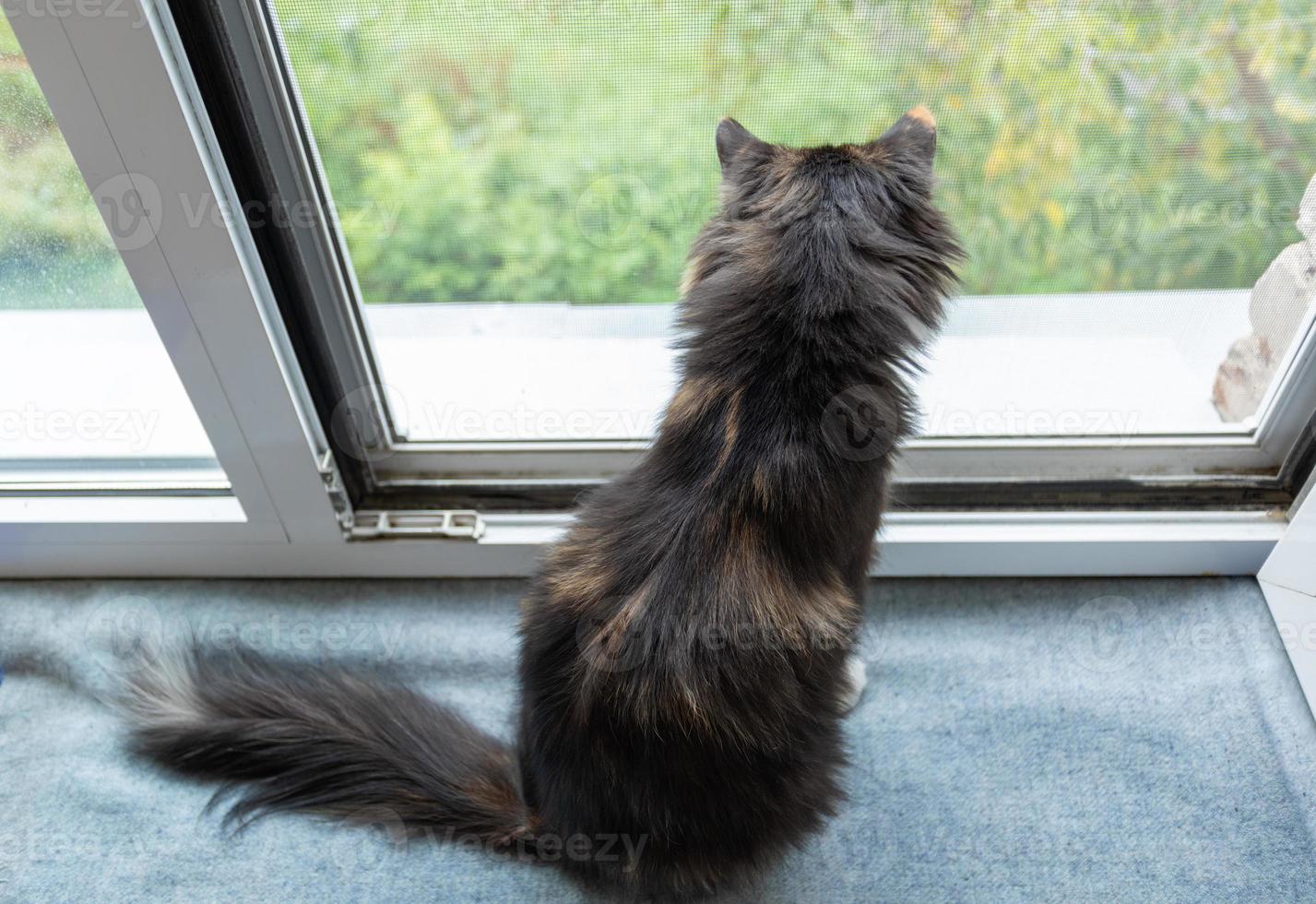 Top view and rear to domestic three-color cat sitting near open window with mesh and looking out it. photo