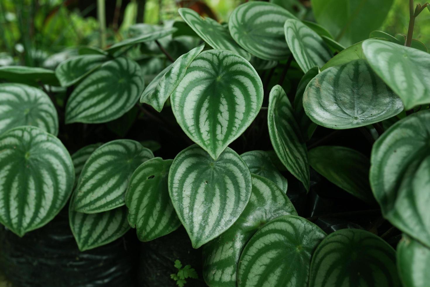 Watermelon Peperomia leaves pattern grown at indoor house plants photo