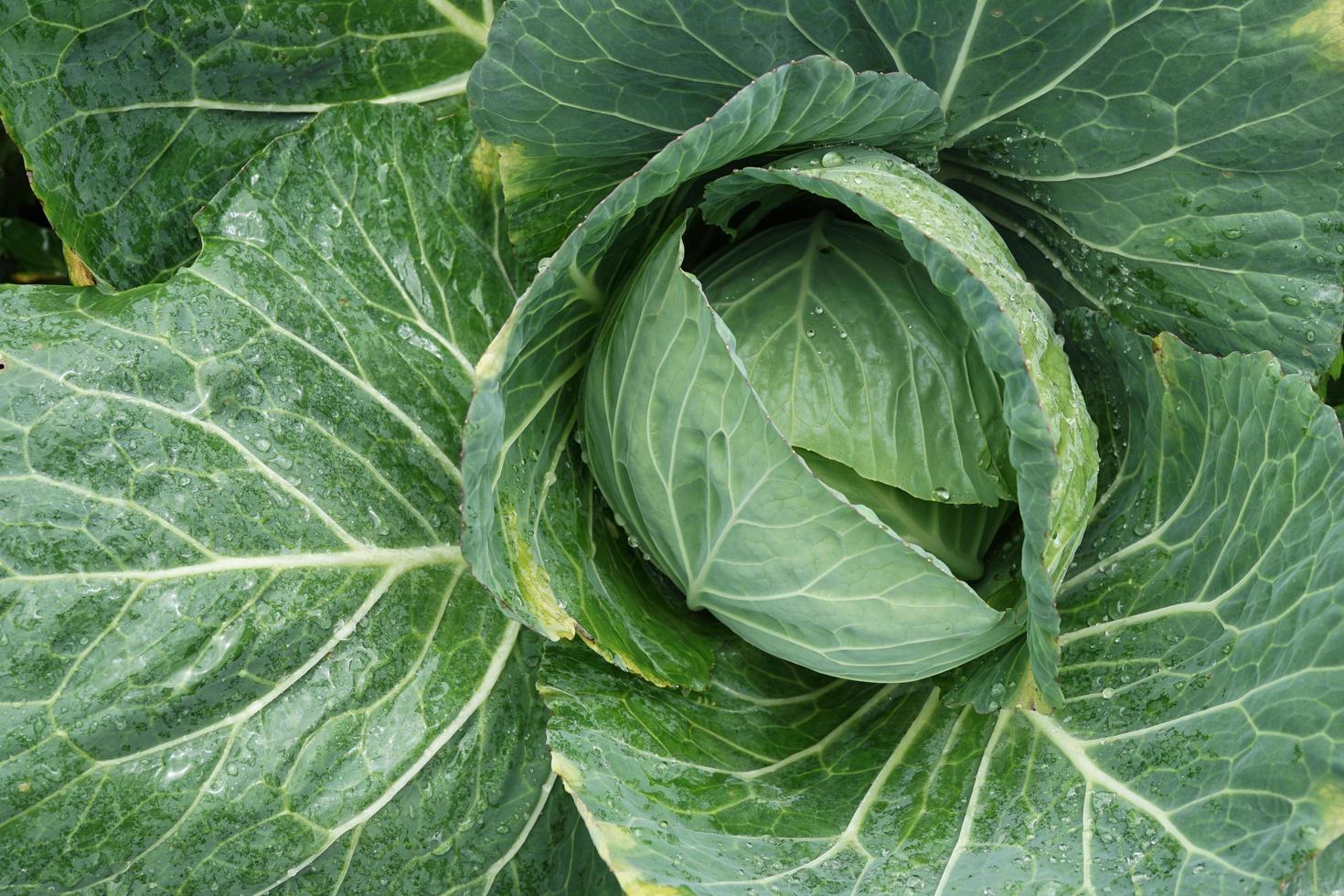 planta vegetal de repollo fresco por la mañana adecuada para el fondo foto