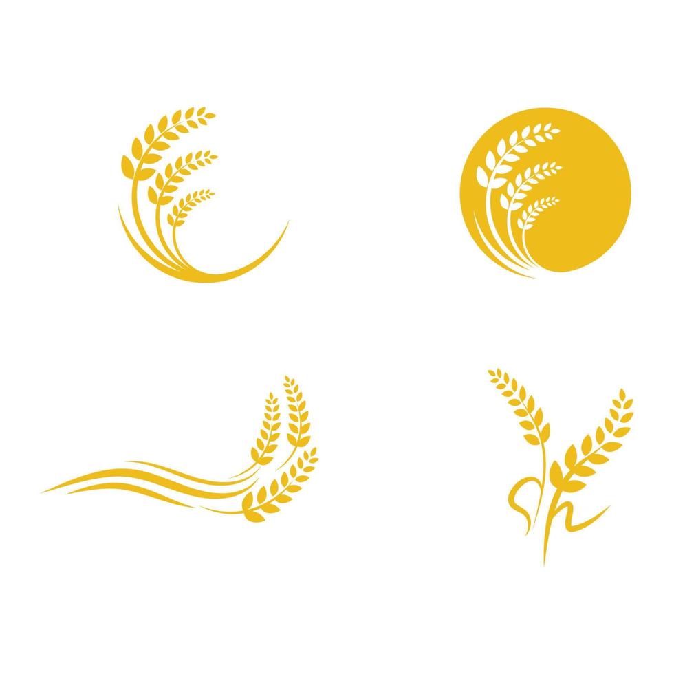 Agriculture wheat vector