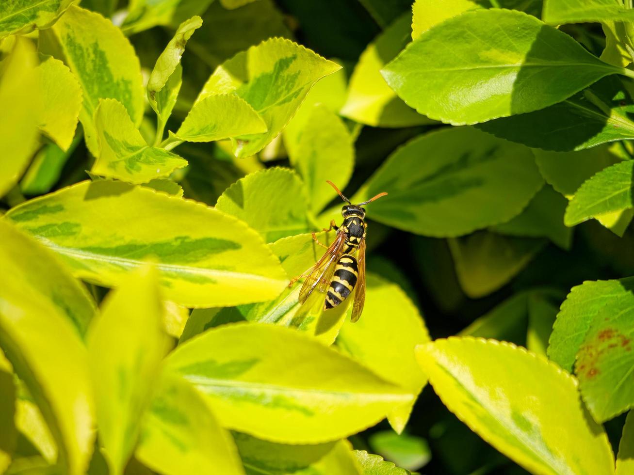 una avispa en el follaje foto