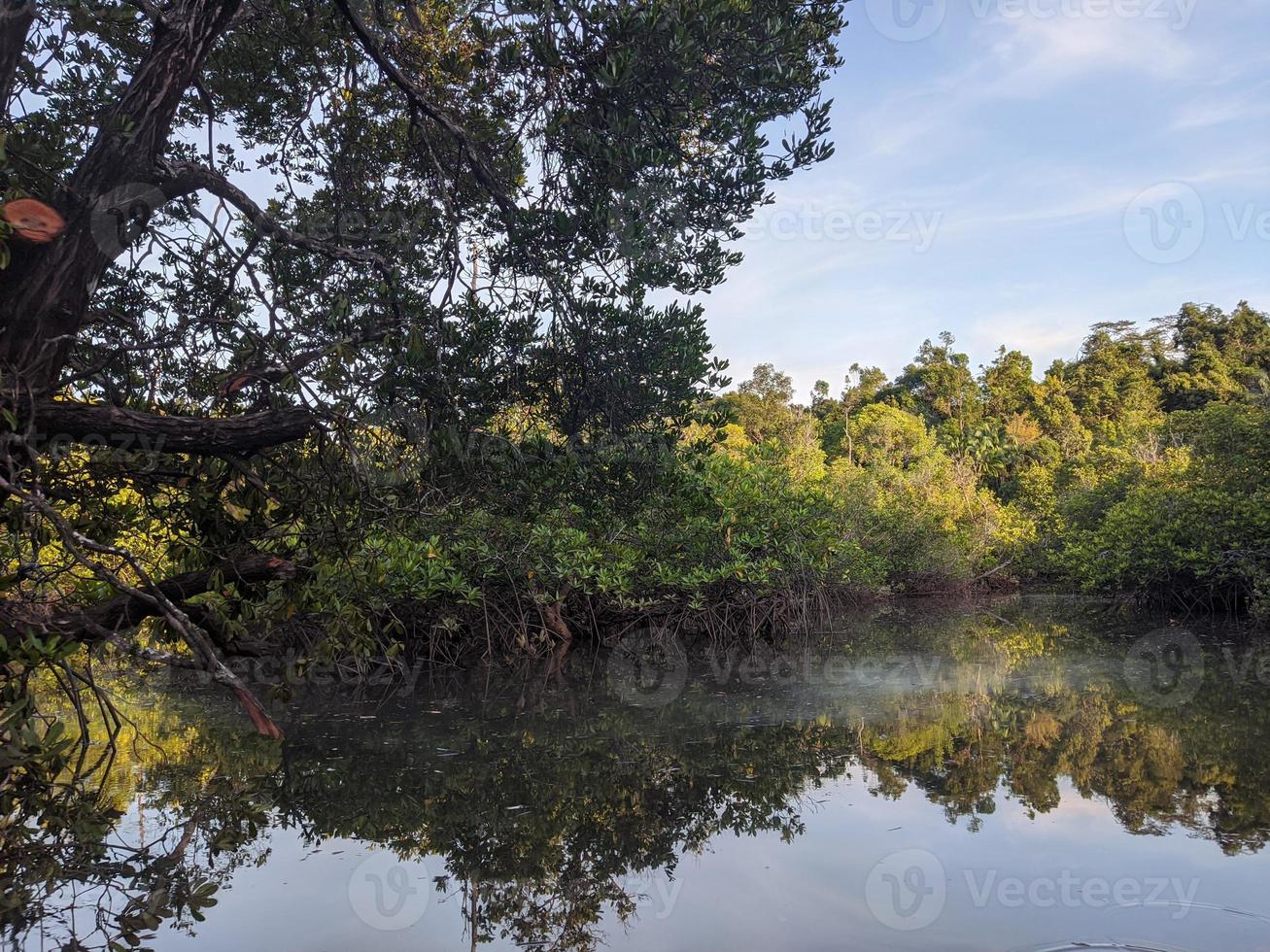 paisaje, río y bosque de manglares, indonesia foto