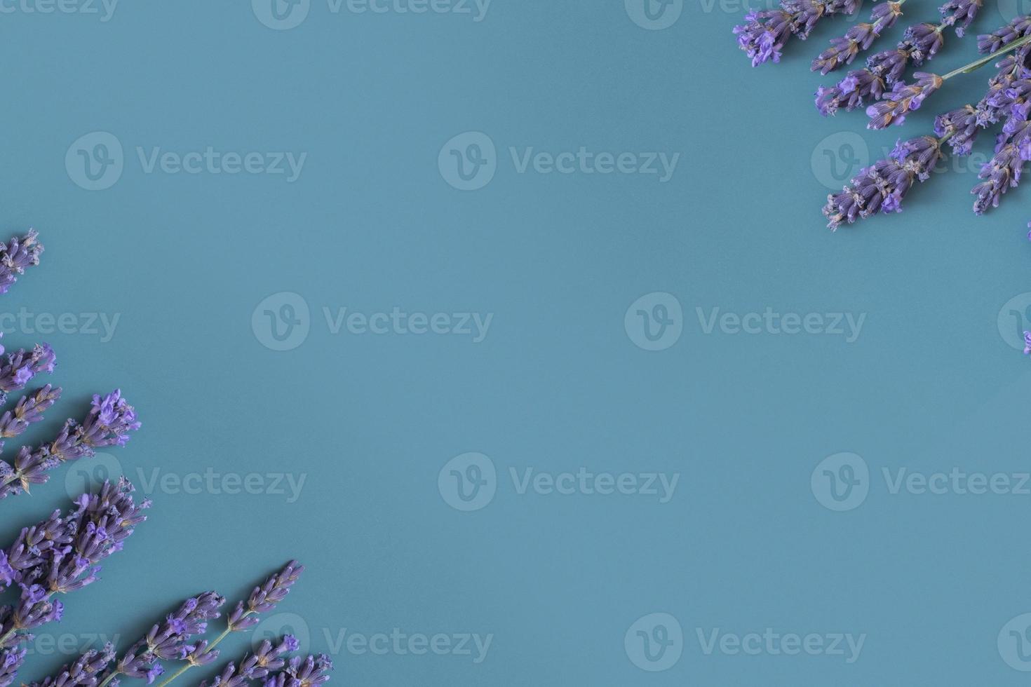 Lavender flowers on colored background top view. Copy space. Flower spring background photo