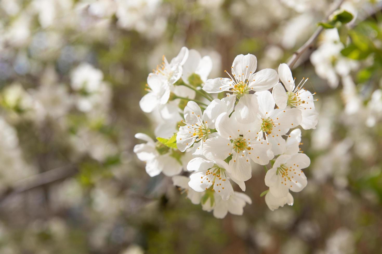 Spring bloom white flowers. Cherry blossom twigs photo