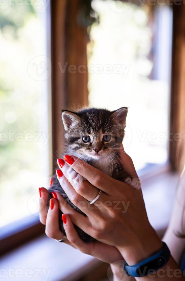 Young woman holding and playing with her cute kitten with a wonderful moment, pet and human concept. photo