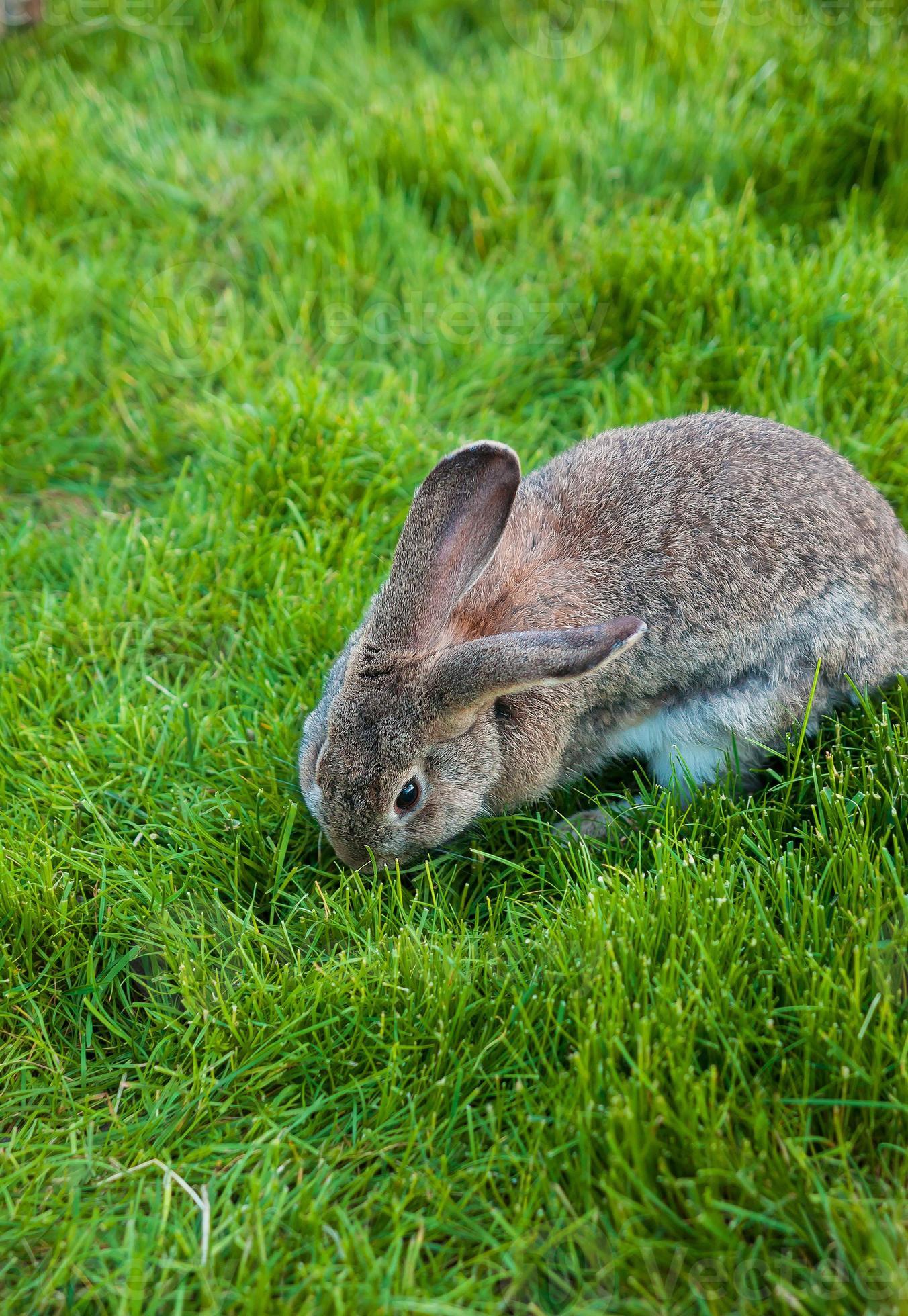 One rabbit eats grass in garden 17385065 Stock Photo at Vecteezy