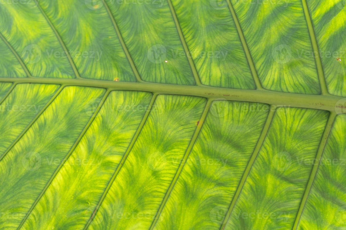 green leaves for background and wallpaper. closeup nature view of green leaf and palms background. Flat lay, dark nature concept, tropical leaf photo