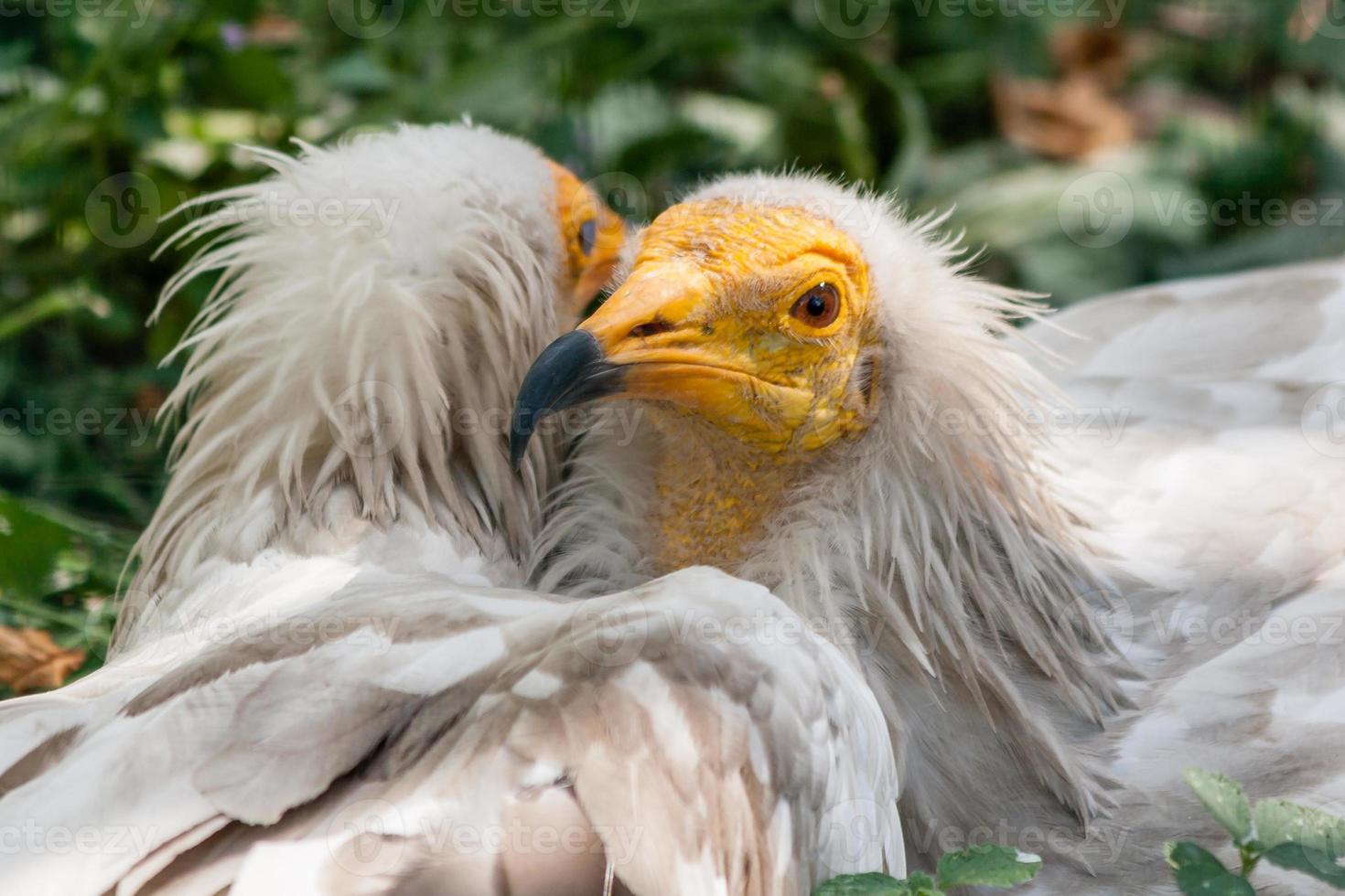 Common vulture Neophron percnopterus photo