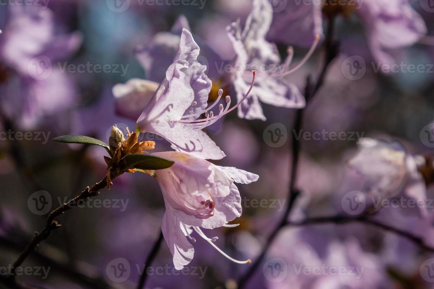 macro de una rama de flor ledum foto