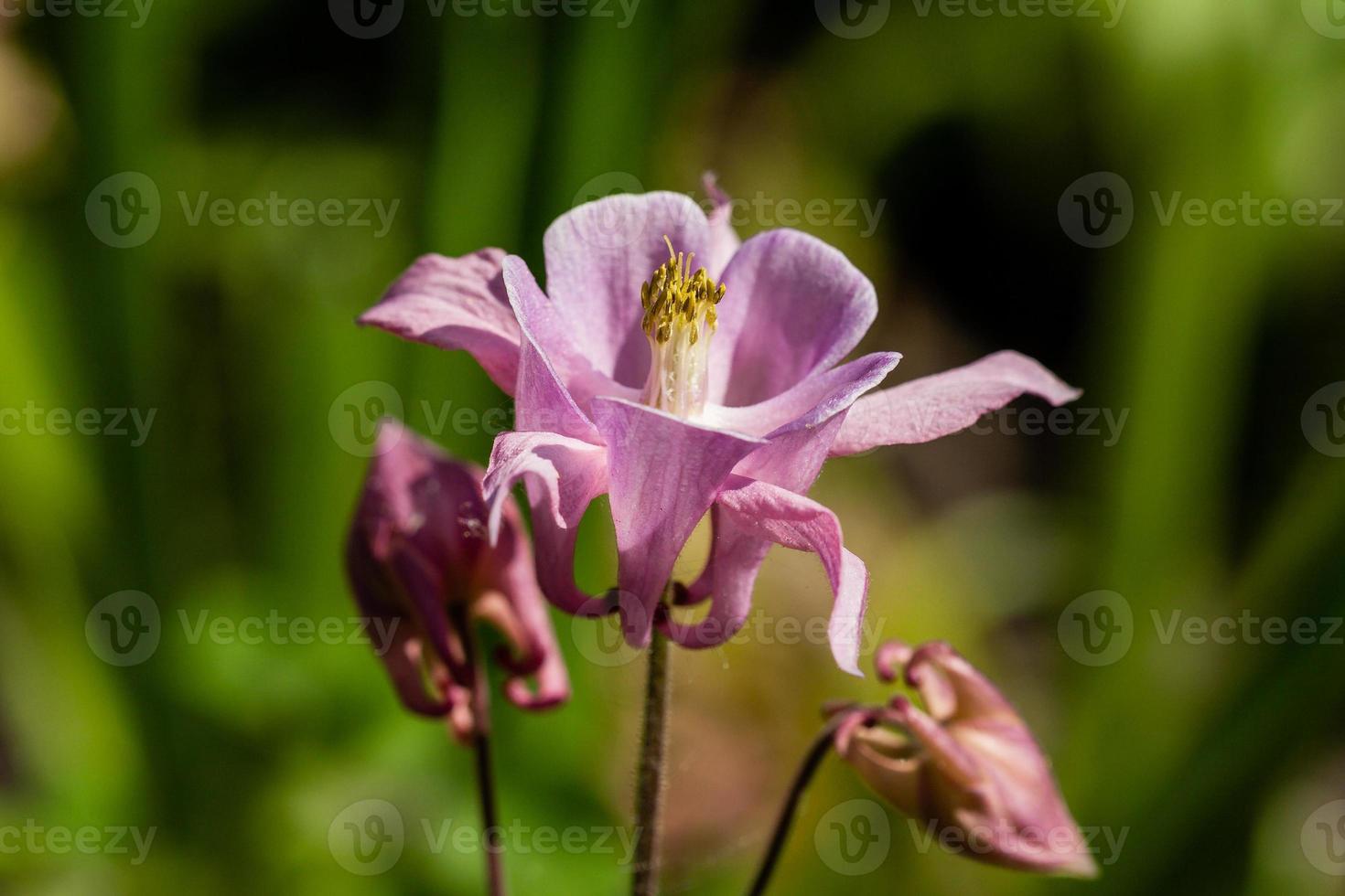 Macro of flowering flowers photo