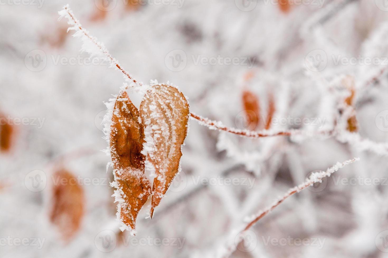 hojas de invierno cubiertas de nieve y escarcha foto