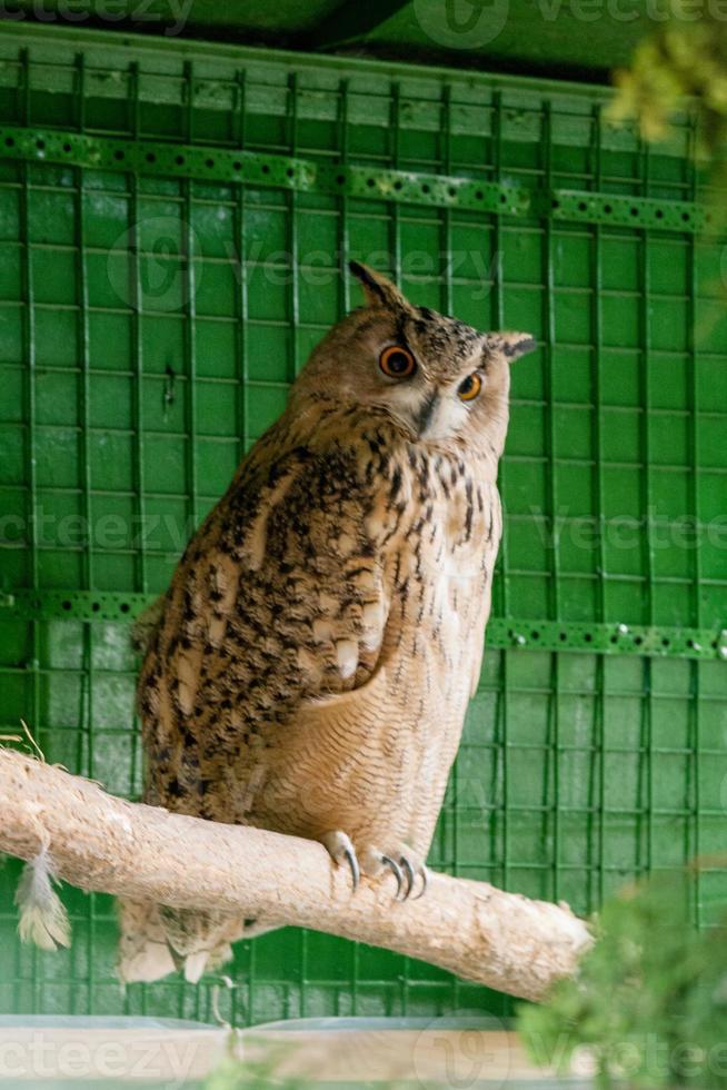 Owl sits on a branch photo