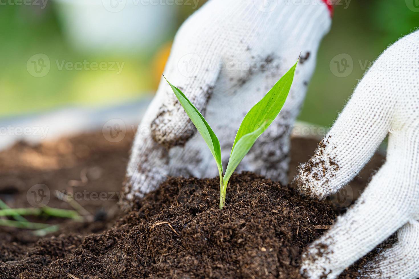 Hand holding peat moss organic matter improve soil for agriculture organic plant growing, ecology concept. photo