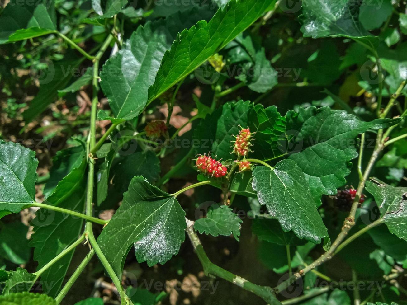 Mulberry Morus alba L. belongs to the moraceae family originating from China photo