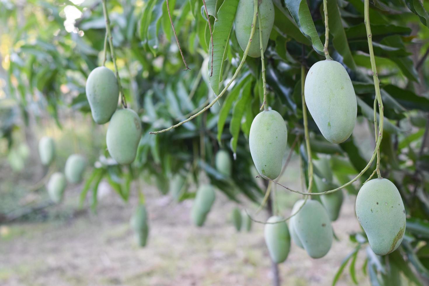 fresh organic mango fruit on tree in orchard photo
