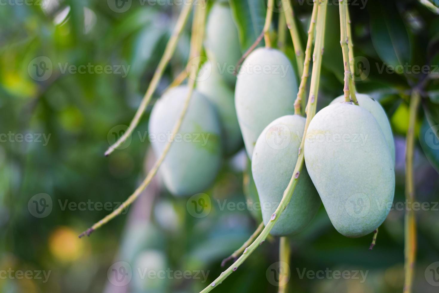 fresh organic mango fruit on tree in orchard photo