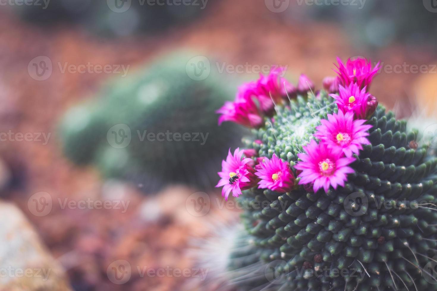 cactus in pot with flower. home plant decoration concept. photo