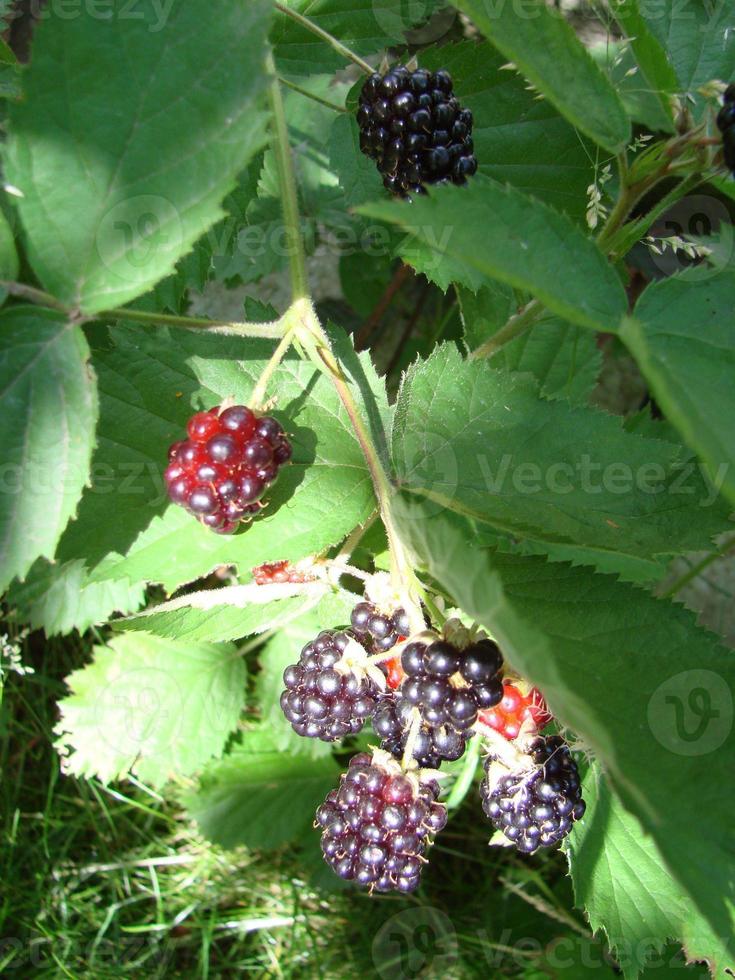 Fresh blackberries in the garden. A bunch of ripe blackberry fruits on a branch with green leaves. photo