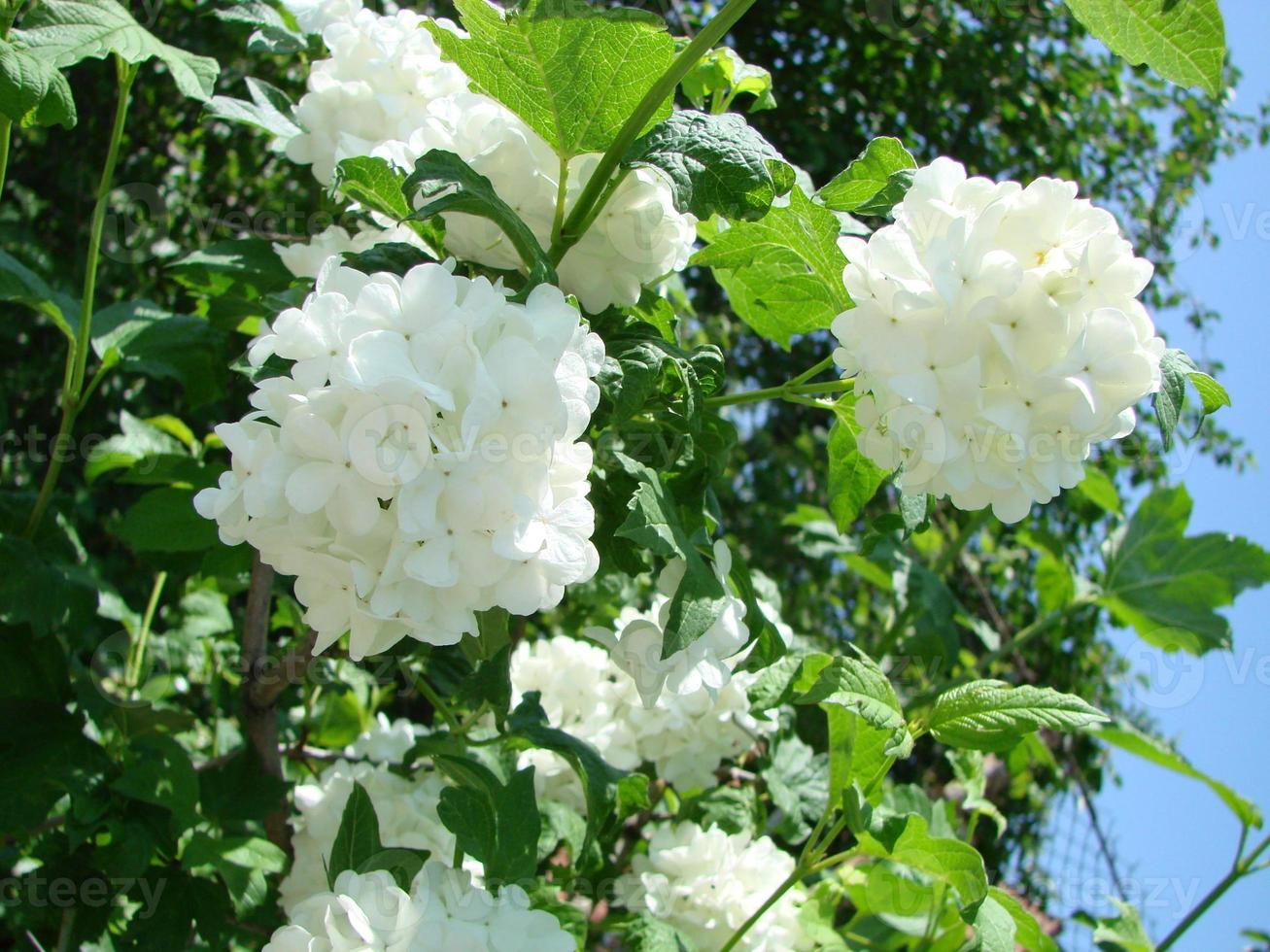 Decorative bush Viburnum with white flowers - snowball tree in garden photo