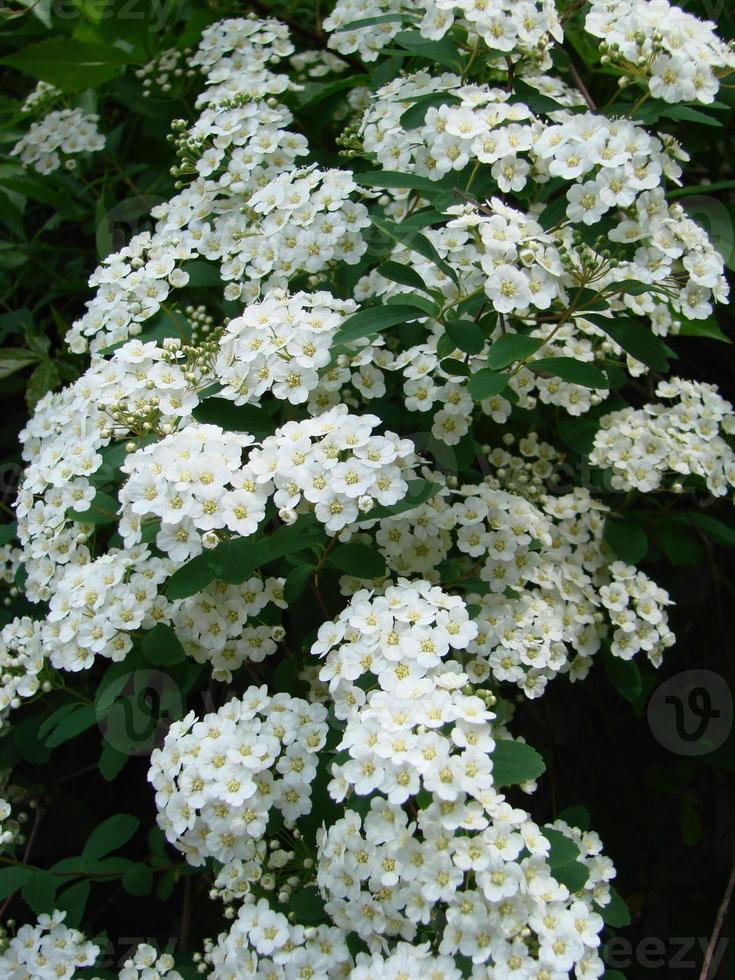 Blossoming white flowers decorative shrub. Small flowers cover all the branches of the plant. photo