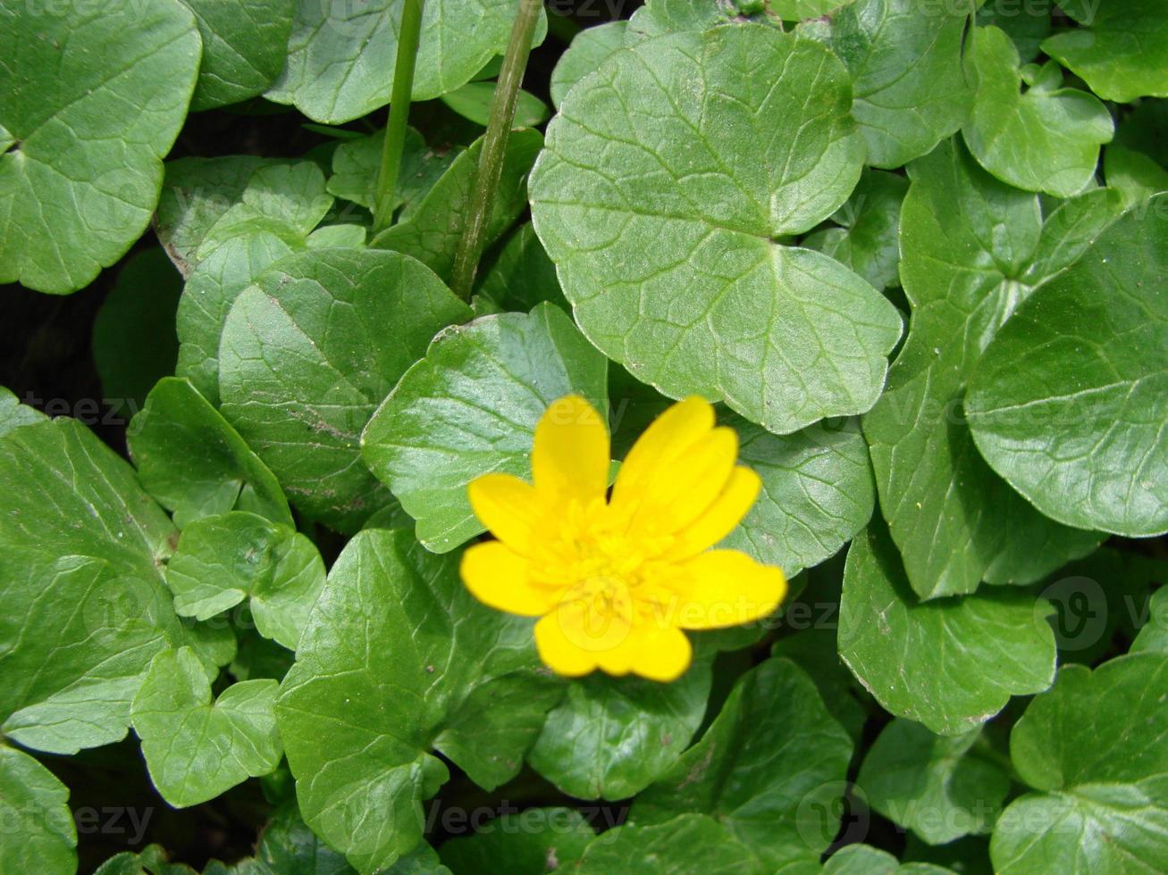 ficaria verna, comúnmente conocida como celidonia menor o pilewort, es una planta con flores perennes de la familia ranunculaceae foto