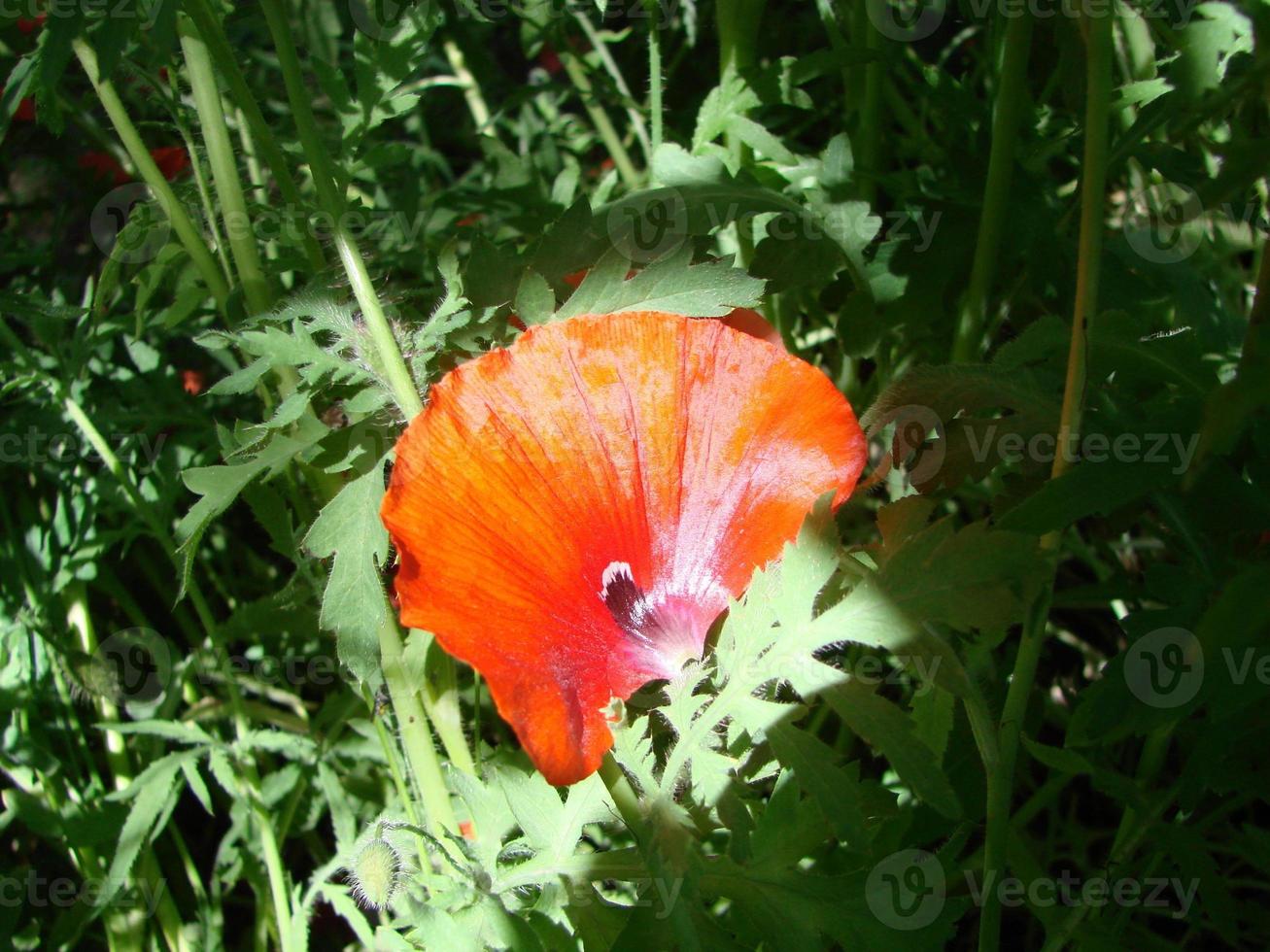 Red Poppy Flowers with a Bee and Wheat Fields on the Background. Common Poppy Papaver rhoeas photo