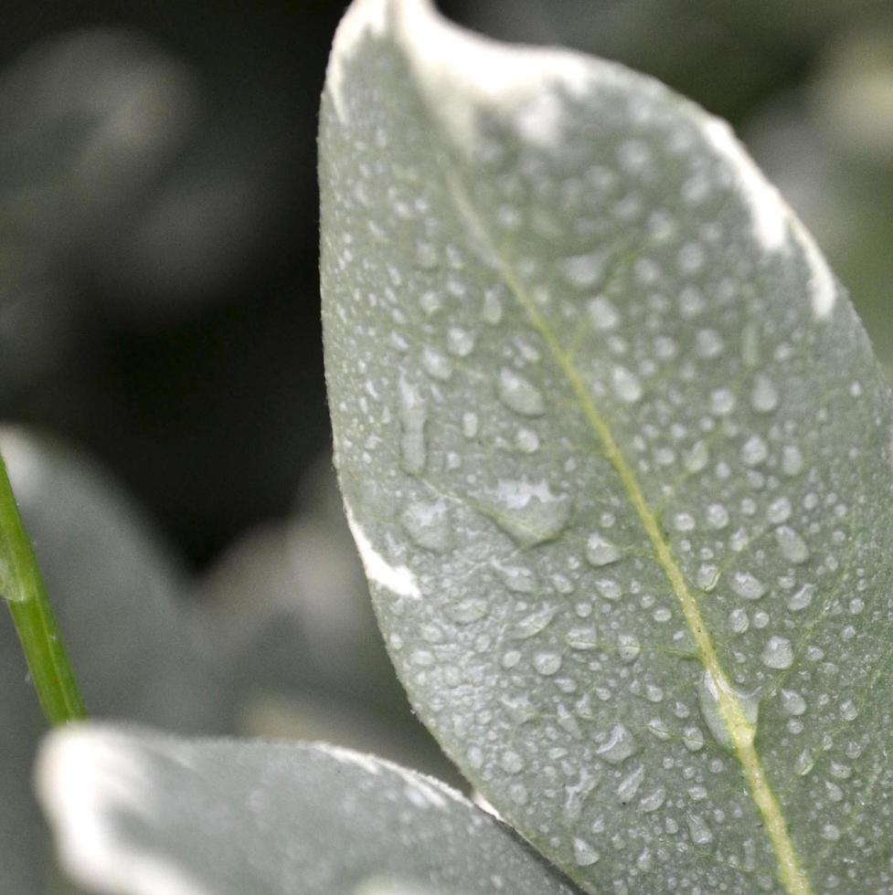 Dew and Leaves photo