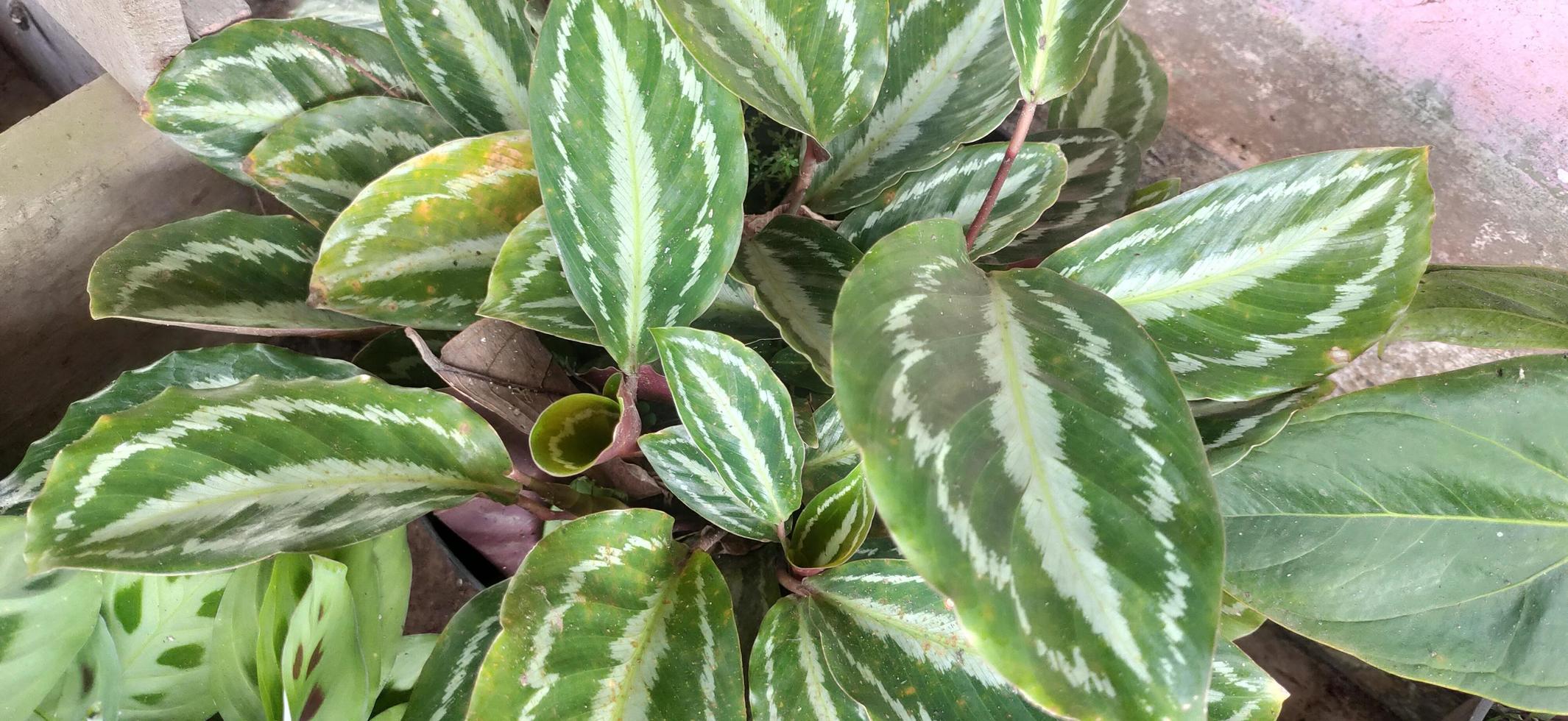 calathea roseopicta, la calathea pintada de rosa, es una especie de planta  de la familia marantaceae, nativa del noroeste de brasil. planta de interior  para jardinería 17388057 Foto de stock en Vecteezy