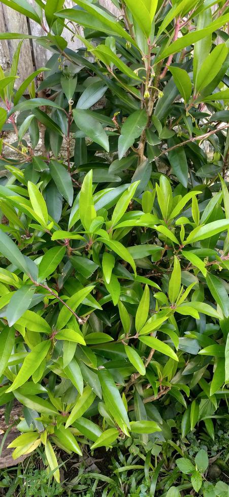 A beautiful syzygium for gardening. Plants with red color on the shoots photo