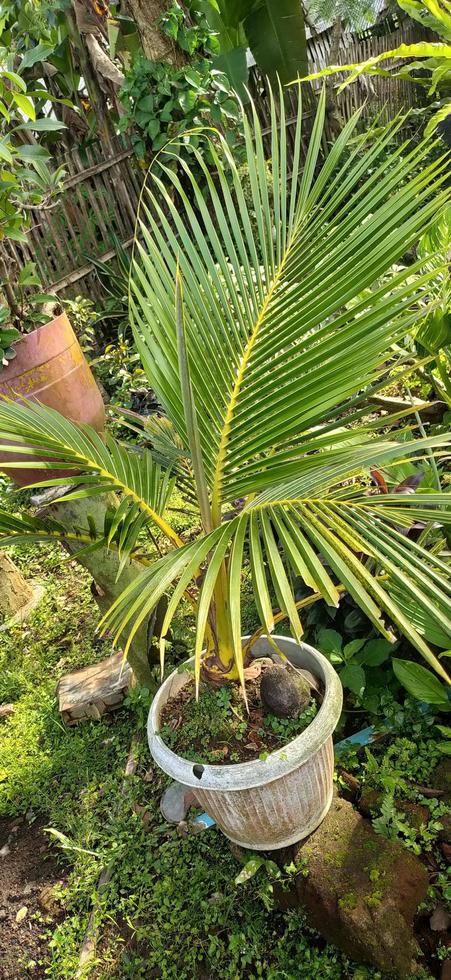 Fresh coconut trees in pots, starting to grow from the main coconut. photo