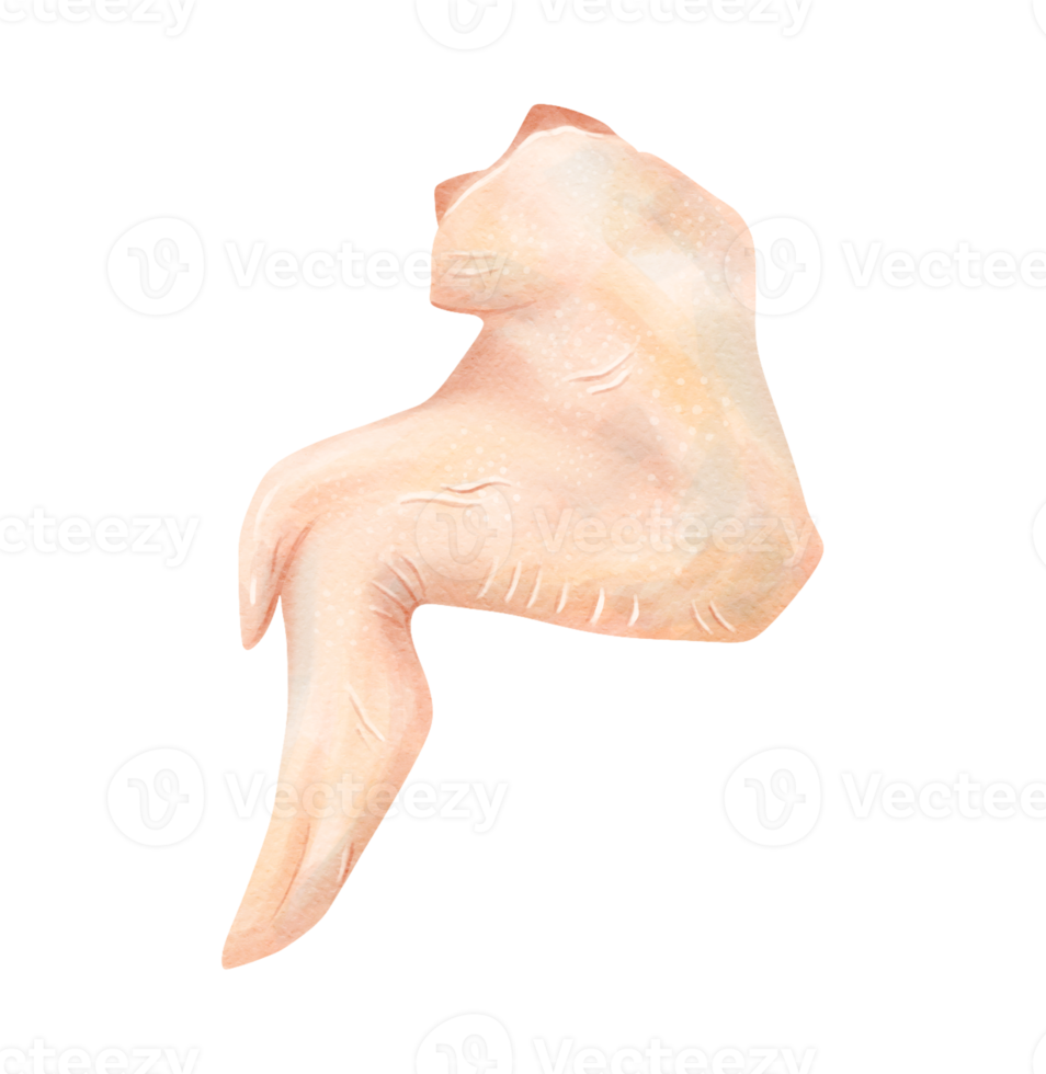 chicken wing. Cuts of food meat. watercolor png