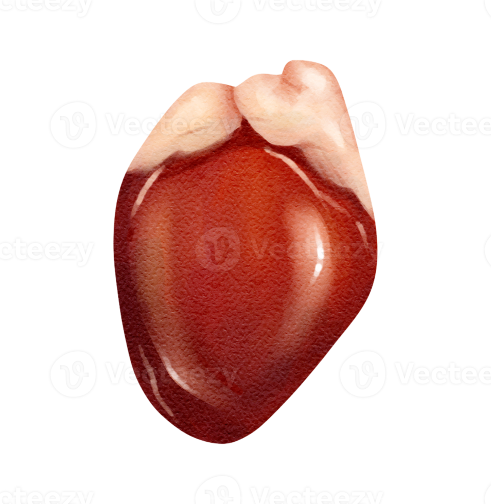 chicken heart. Cuts of food meat. watercolor png