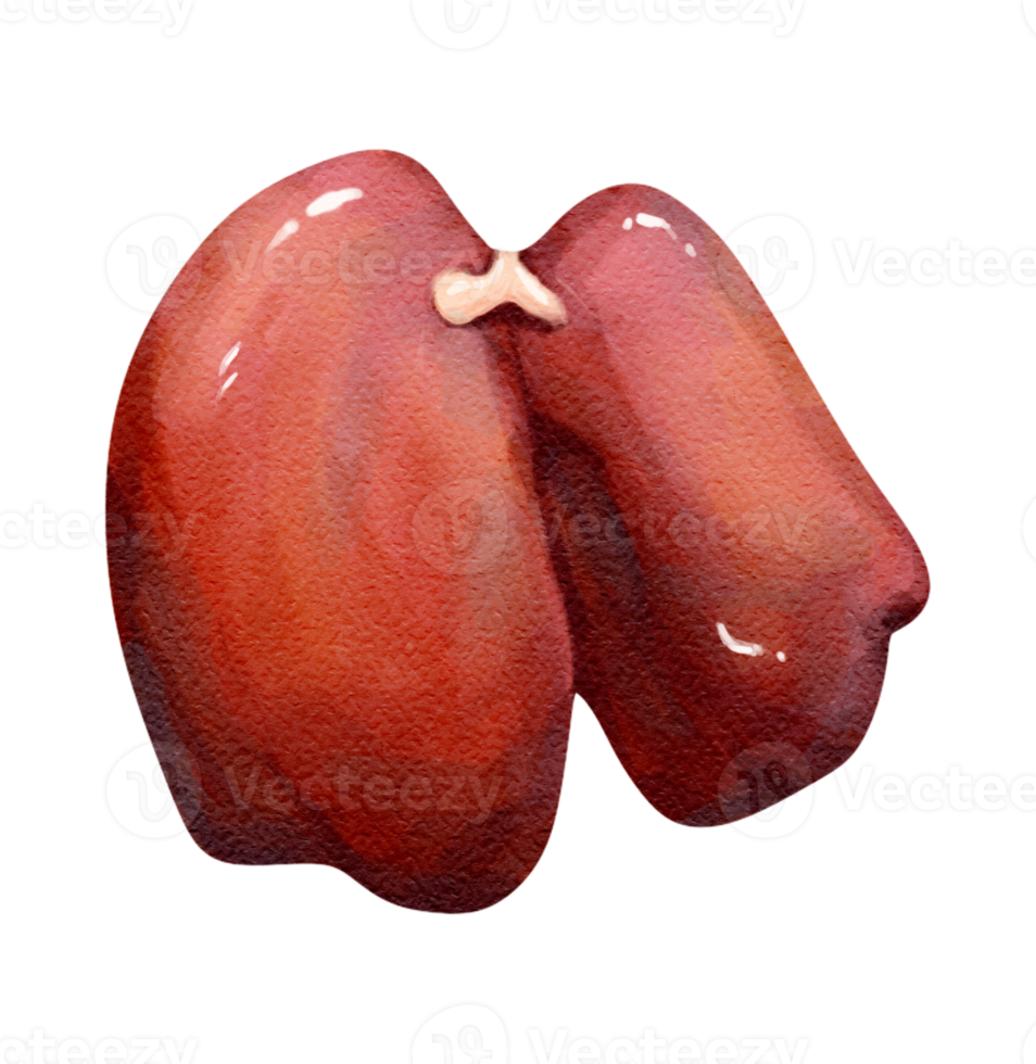 chicken Liver. Cuts of food meat. watercolor png