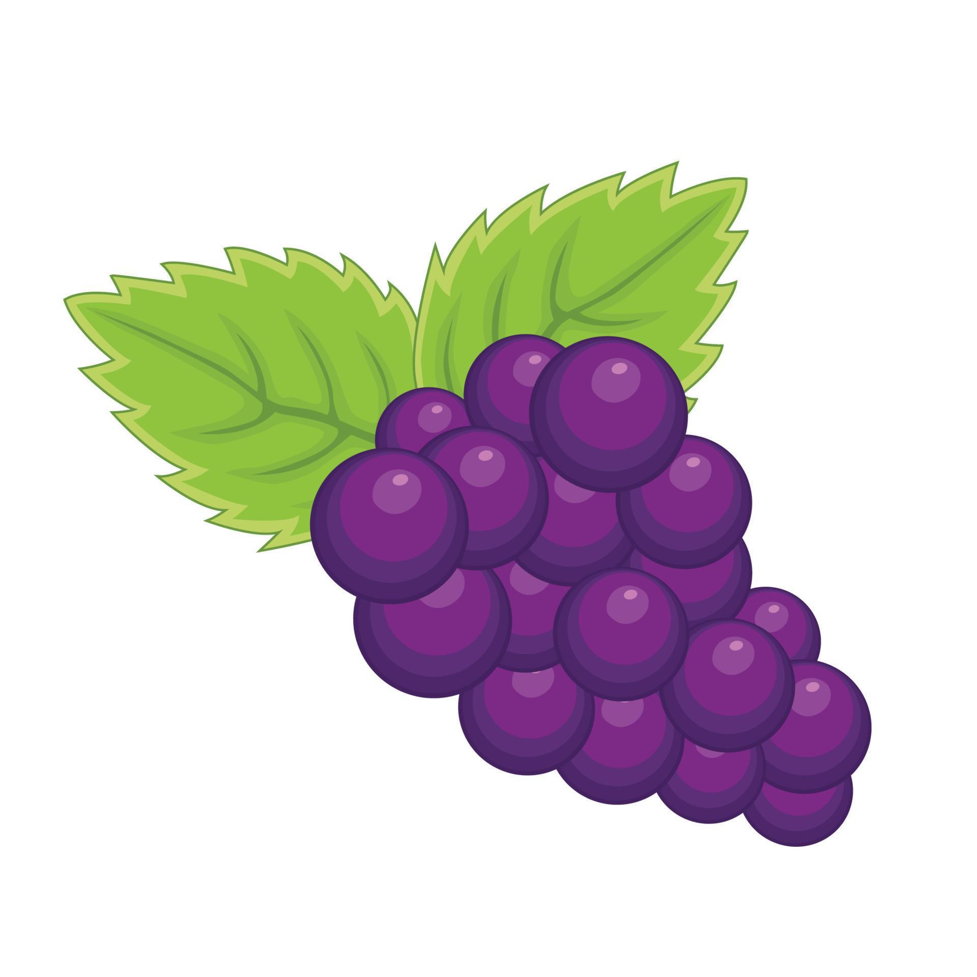 Purple grapes clump fruit cartoon vector illustration isolated on white ...