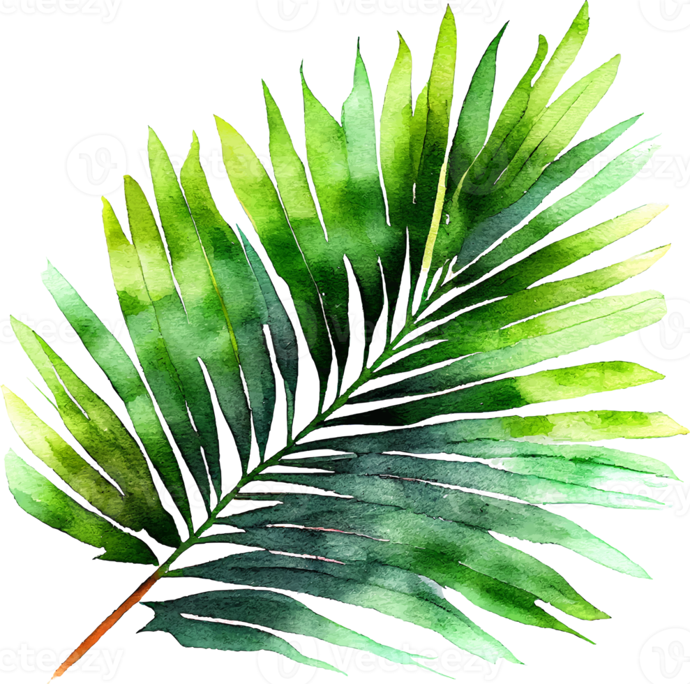 Green Natural Watercolor Palm Tropical Leaf png