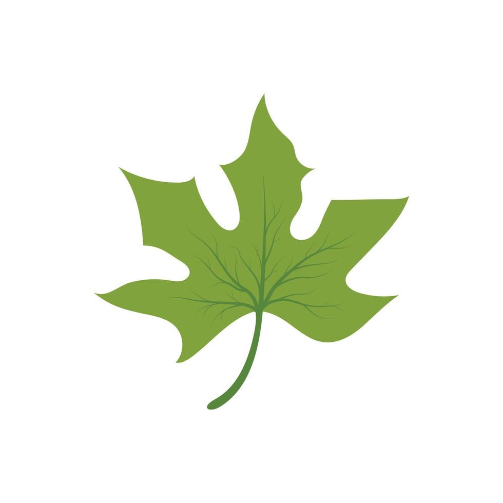 Maple leaf vector illustration