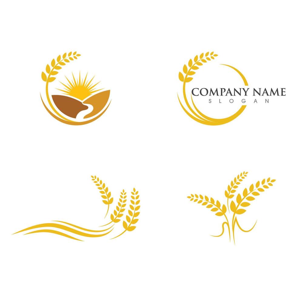 Agriculture wheat vector