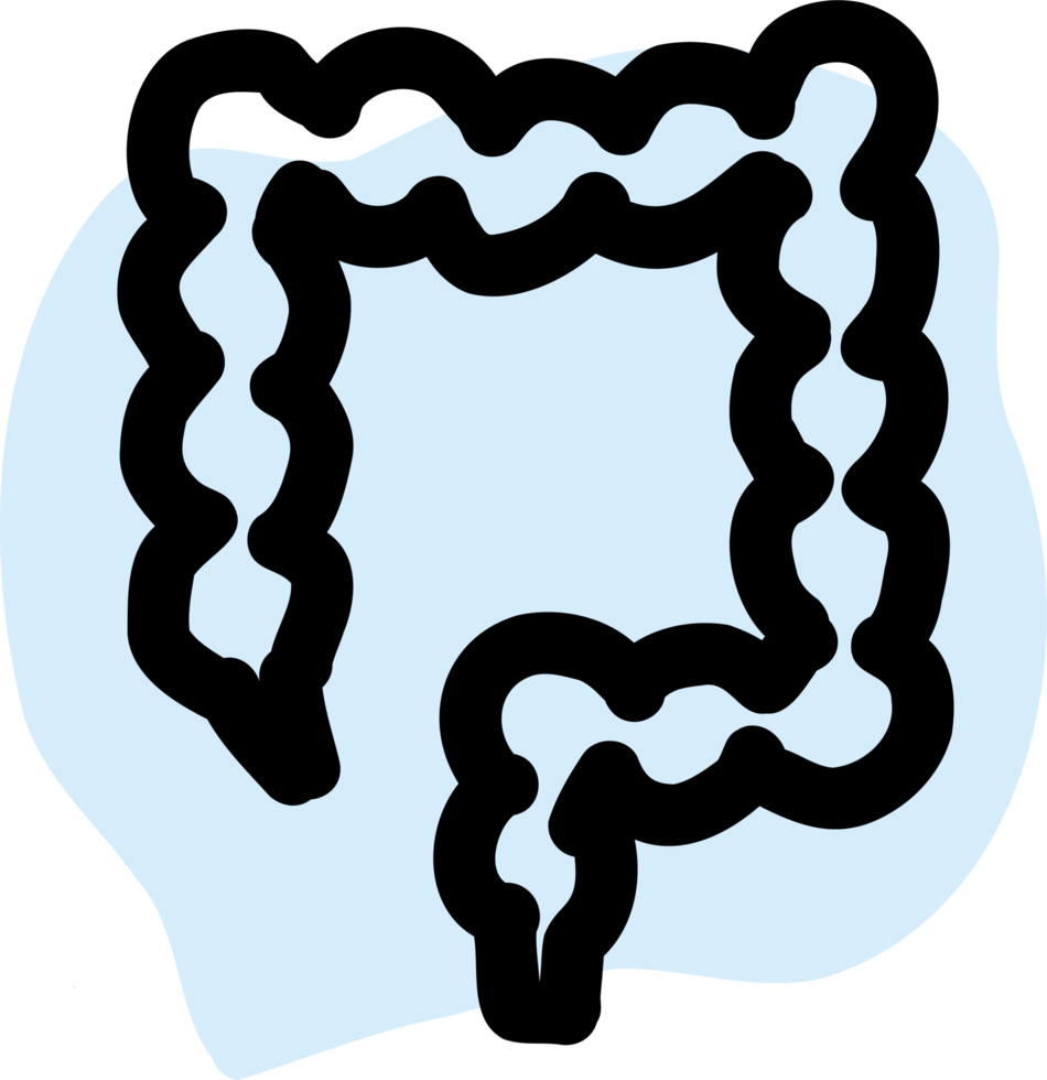 Human intestine anatomy. png