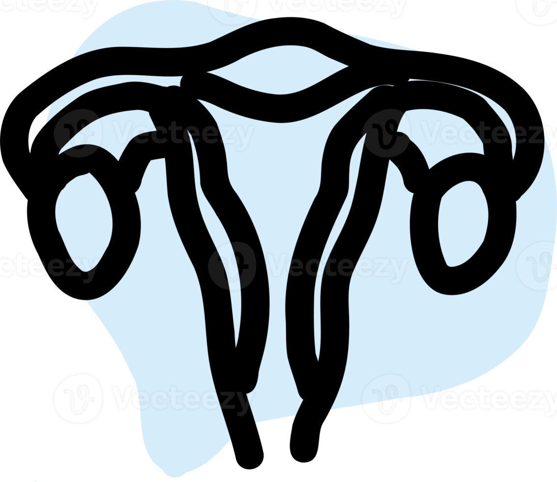 umano genito-urinario sistema anatomia. png