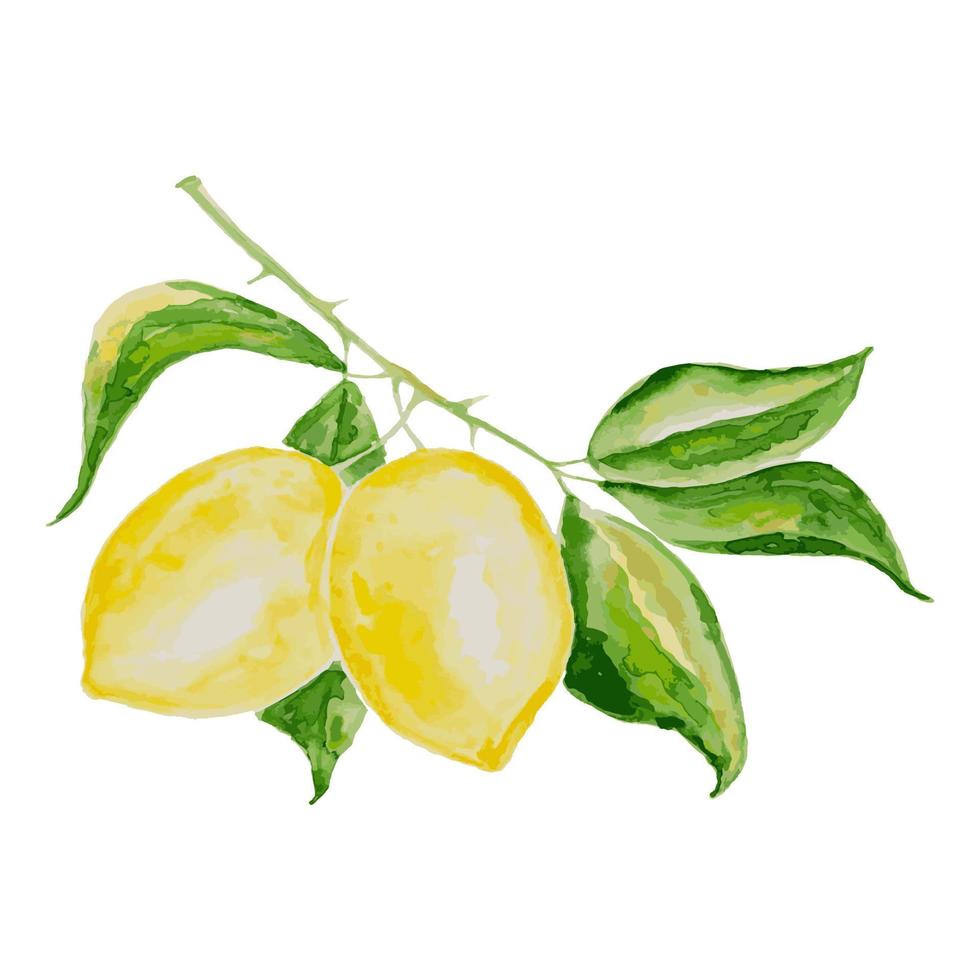 vector watercolor fruit lemon branch on white background