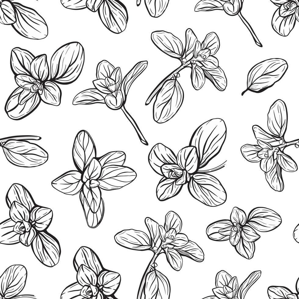 Basil Pattern. Italian herbs.A sprig of marjoram vector