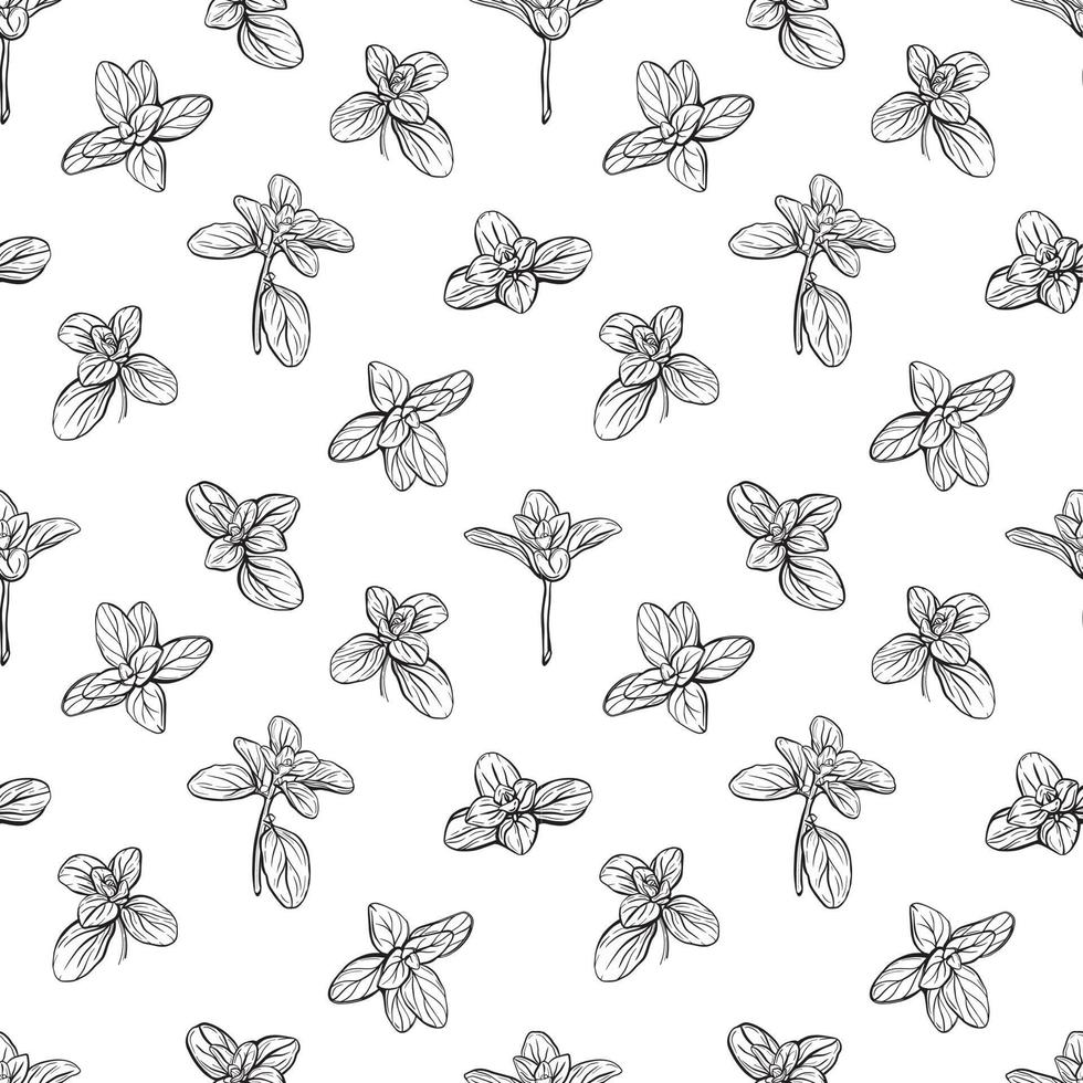 Basil Pattern. Italian herbs.A sprig of marjoram vector